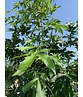 Amerikanischer Amberbaum 'Stared' | Liquidambar styraciflua 'Stared'
