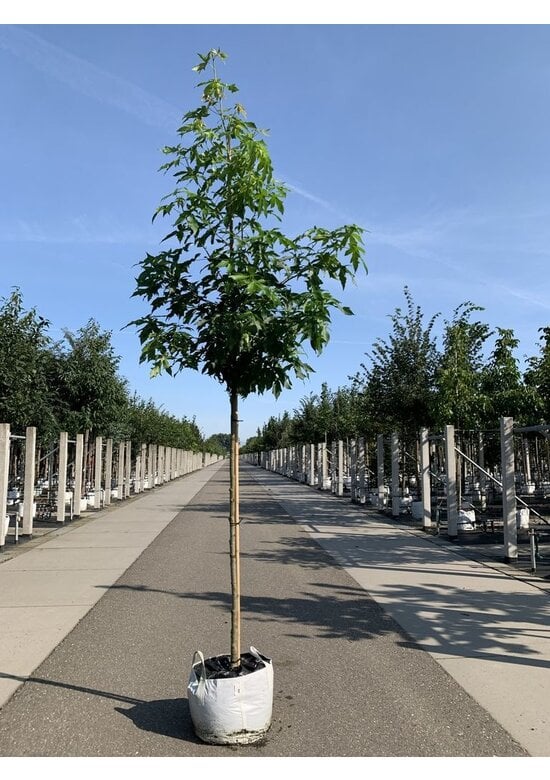 Amerikanischer Amberbaum 'Stared' | Liquidambar styraciflua 'Stared'