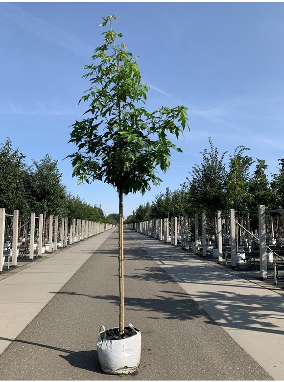 Amerikanischer Amberbaum 'Stared' | Liquidambar styraciflua 'Stared' Amerikanischer Amberbaum 'Stared' | Liquidambar styraciflua 'Stared'