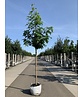 Amerikanischer Amberbaum 'Stared' | Liquidambar styraciflua 'Stared'