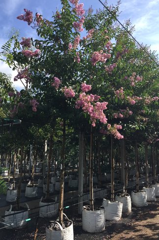 Krepp-Myrte - Kräuselmyrte 'Muskogee' | Lagerstroemia indica 'Muskogee'