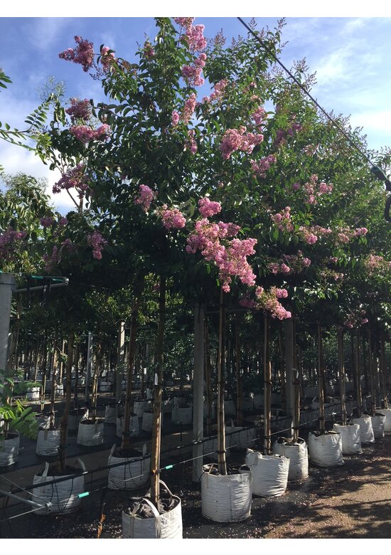 Kreppmyrte - Kräuselmyrte 'Muskogee' | Lagerstroemia indica 'Muskogee'