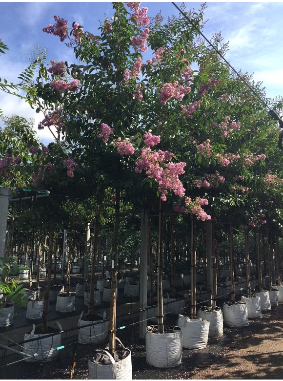 Kreppmyrte - Kräuselmyrte 'Muskogee' | Lagerstroemia indica 'Muskogee' Kreppmyrte - Kräuselmyrte 'Muskogee' | Lagerstroemia indica 'Muskogee'