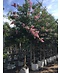 Kreppmyrte - Kräuselmyrte 'Muskogee' | Lagerstroemia indica 'Muskogee'