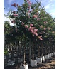 Kreppmyrte - Kräuselmyrte 'Muskogee' | Lagerstroemia indica 'Muskogee'