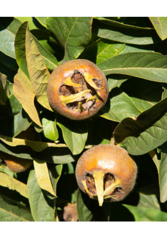 Kurpfalzmispel | Mespilus germanica