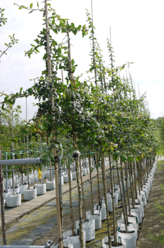 Kurpfalzmispel | Mespilus germanica