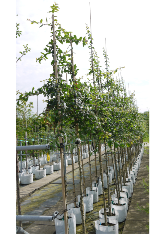 Kurpfalzmispel | Mespilus germanica