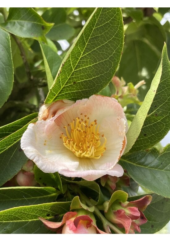 Schnabelkamelie | Stewartia rostrata