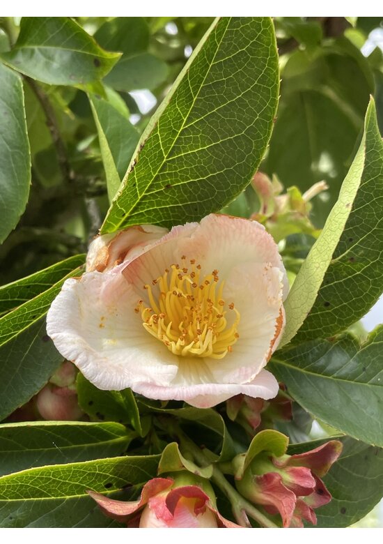 Schnabelkamelie | Stewartia rostrata