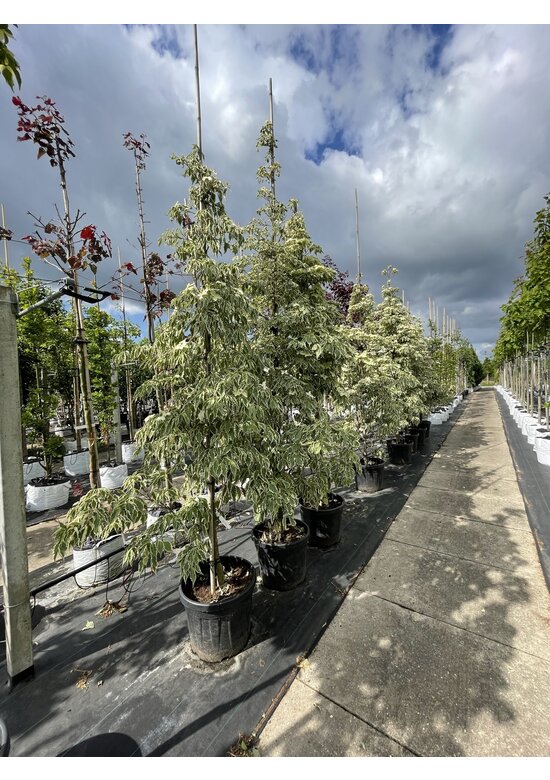 Japanischer Blumen-Hartriegel 'Laura' | Cornus kousa 'Laura'