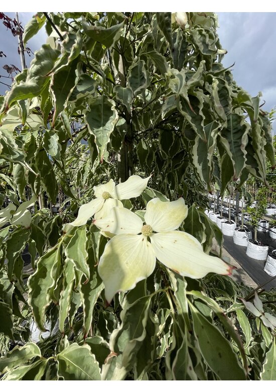 Japanischer Blumen-Hartriegel 'Laura' | Cornus kousa 'Laura' Japanischer Blumen-Hartriegel 'Laura' | Cornus kousa 'Laura'