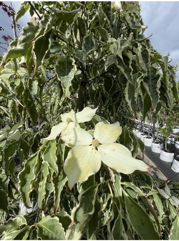 Japanischer Blumen-Hartriegel 'Laura' | Cornus kousa 'Laura' Japanischer Blumen-Hartriegel 'Laura' | Cornus kousa 'Laura'