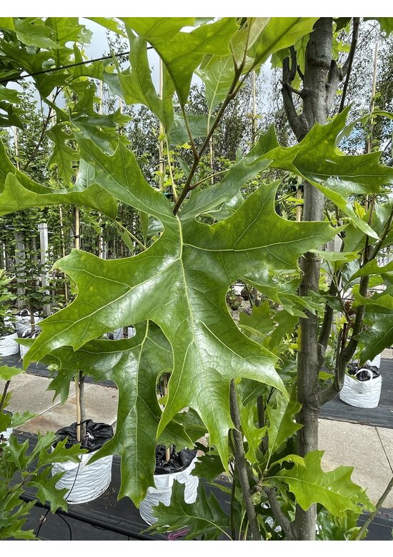 Sumpf-Eiche 'Green Pillar'  | Quercus palustris 'Green Pillar'