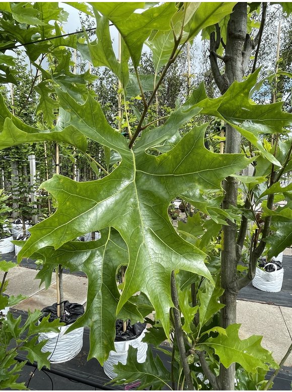Sumpf-Eiche 'Green Pillar' - Stammbusch | Quercus palustris 'Green Pillar' Sumpf-Eiche 'Green Pillar' - Stammbusch | Quercus palustris 'Green Pillar'