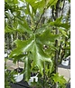 Säulen-Sumpfeiche 'Green Pillar'  | Quercus palustris 'Green Pillar'