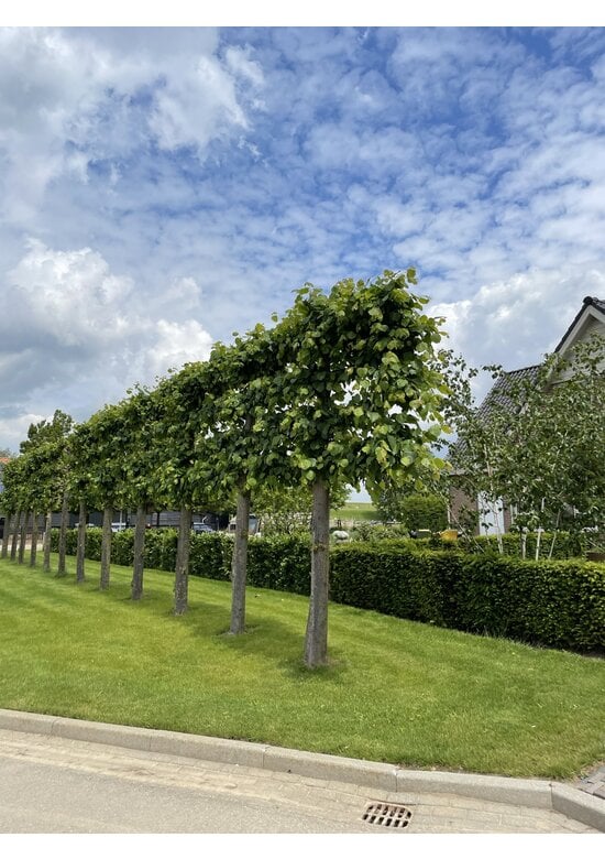 Krim-Linde 'Euchlora' - Spalierbaum | Tilia europaea 'Euchlora'