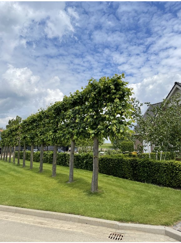 Krim-Linde 'Euchlora' - Spalierbaum | Tilia europaea 'Euchlora' Krim-Linde 'Euchlora' - Spalierbaum | Tilia europaea 'Euchlora'