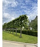 Krim-Linde 'Euchlora' - Spalierbaum | Tilia europaea 'Euchlora'