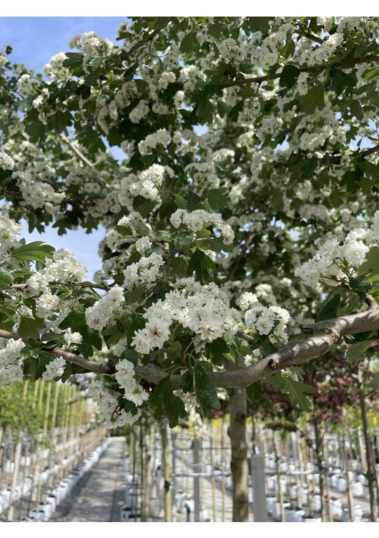 Lederblättriger Weißdorn 'Albo Plena' | Crataegus laevigata 'Albo Plena' Lederblättriger Weißdorn 'Albo Plena' | Crataegus laevigata 'Albo Plena'