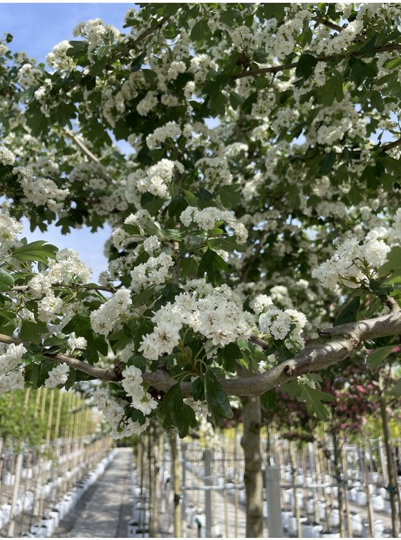 Lederblättriger Weißdorn 'Albo Plena' | Crataegus laevigata 'Albo Plena' Lederblättriger Weißdorn 'Albo Plena' | Crataegus laevigata 'Albo Plena'