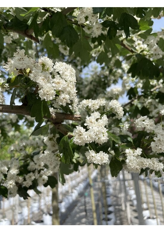 Lederblättriger Weißdorn 'Albo Plena' | Crataegus laevigata 'Albo Plena'