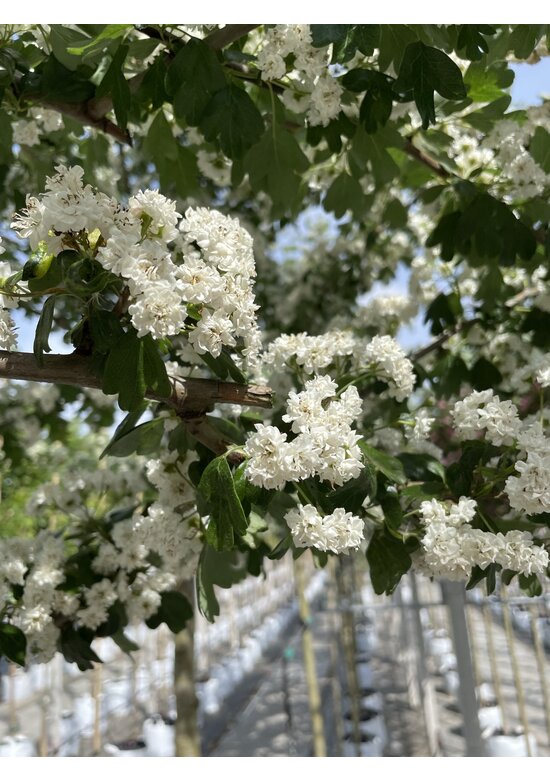Lederblättriger Weißdorn 'Albo Plena' | Crataegus laevigata 'Albo Plena'