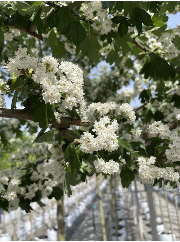 Lederblättriger Weißdorn 'Albo Plena' | Crataegus laevigata 'Albo Plena' Lederblättriger Weißdorn 'Albo Plena' | Crataegus laevigata 'Albo Plena'