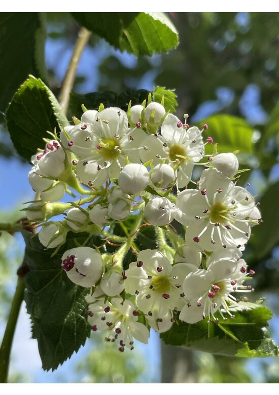 Glanzdorn - Pflaumenblättriger Weißdorn 'Splendens' | Crataegus prunifolia 'Splendens'