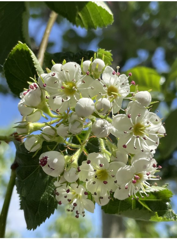 Glanzdorn - Pflaumenblättriger Weißdorn 'Splendens' | Crataegus prunifolia 'Splendens' Glanzdorn - Pflaumenblättriger Weißdorn 'Splendens' | Crataegus prunifolia 'Splendens'