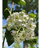 Glanzdorn - Pflaumenblättriger Weißdorn 'Splendens' | Crataegus prunifolia 'Splendens'