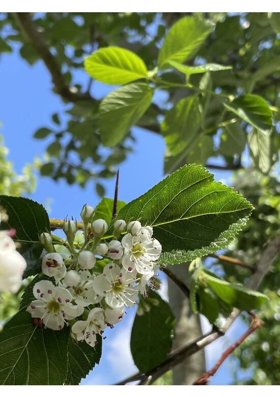 Glanzdorn - Pflaumenblättriger Weißdorn 'Splendens' | Crataegus prunifolia 'Splendens'