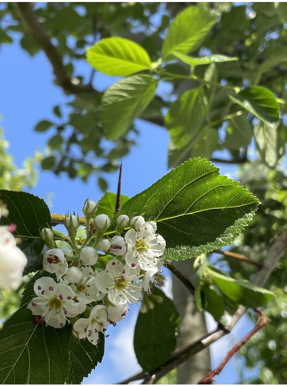 Glanzdorn - Pflaumenblättriger Weißdorn 'Splendens' | Crataegus prunifolia 'Splendens' Glanzdorn - Pflaumenblättriger Weißdorn 'Splendens' | Crataegus prunifolia 'Splendens'