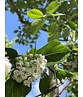 Glanzdorn - Pflaumenblättriger Weißdorn 'Splendens' | Crataegus prunifolia 'Splendens'