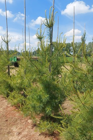 Weymouths-Kiefer | Pinus strobus