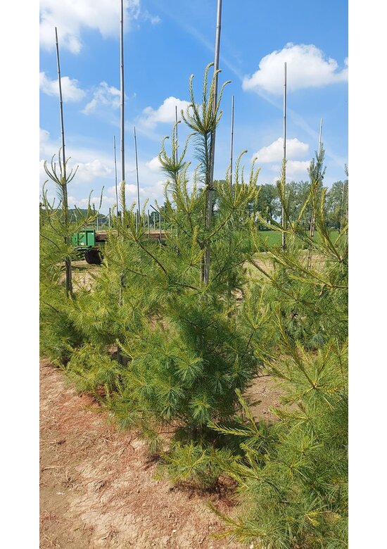 Weymouths-Kiefer | Pinus strobus