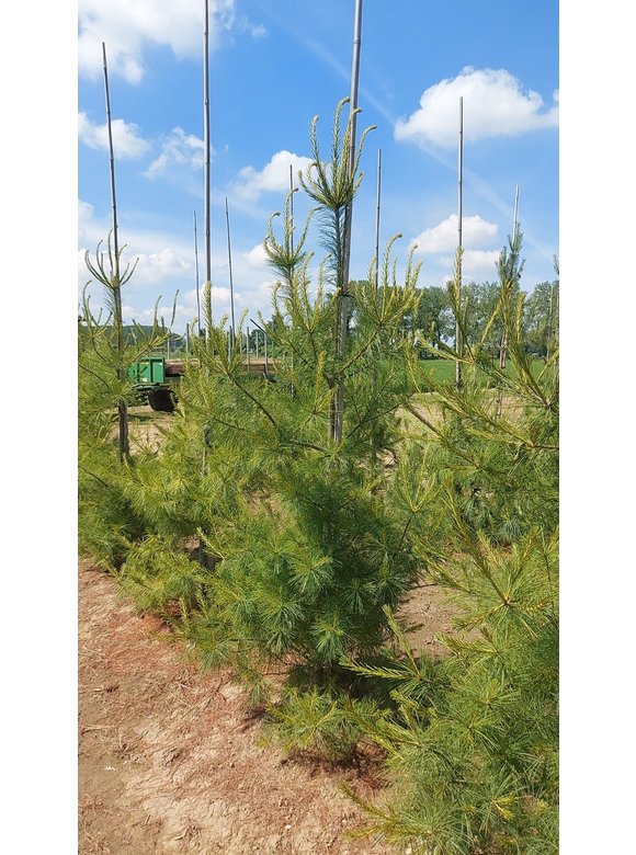 Weymouths-Kiefer | Pinus strobus Weymouths-Kiefer | Pinus strobus