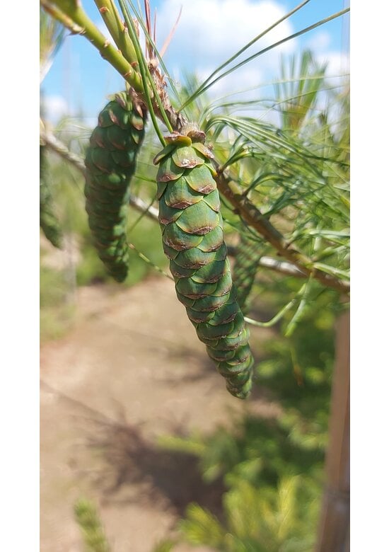 Weymouths-Kiefer | Pinus strobus