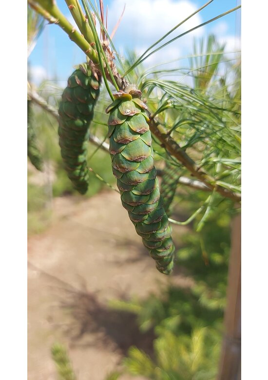 Weymouths-Kiefer | Pinus strobus