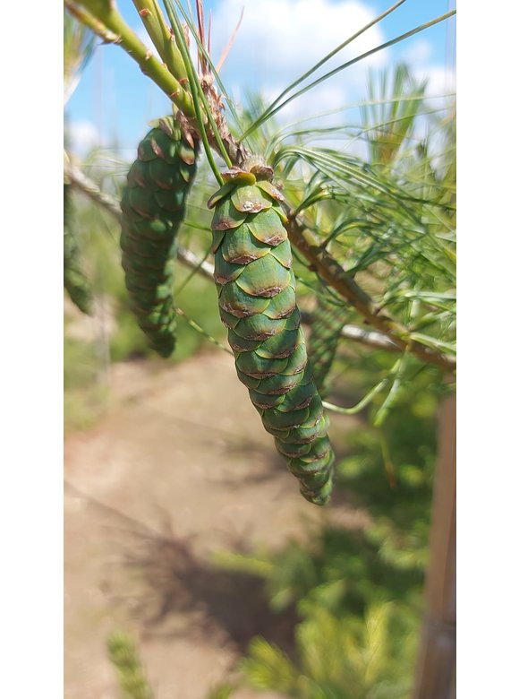 Weymouths-Kiefer | Pinus strobus Weymouths-Kiefer | Pinus strobus