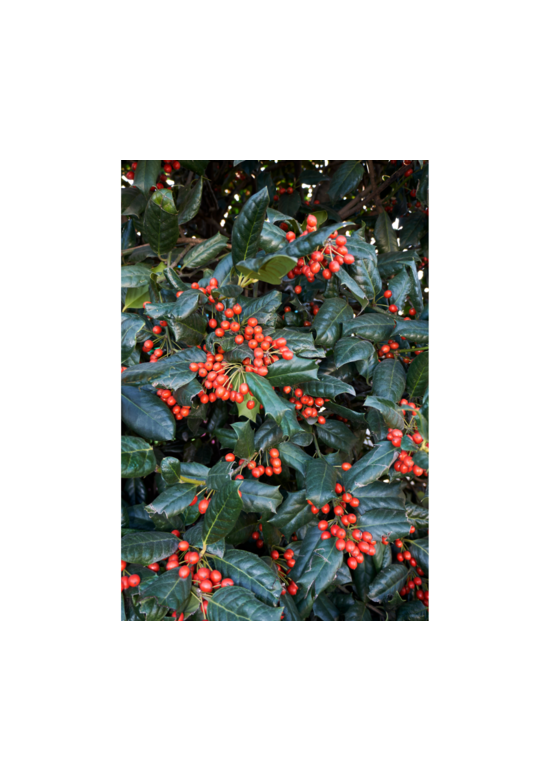 Stechpalme 'Alaska' | Ilex aquifolium 'Alaska'