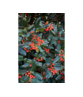Stechpalme 'Alaska' | Ilex aquifolium 'Alaska'