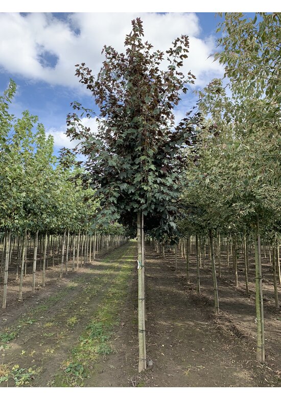 Berg-Ahorn 'Spaethii' | Acer pseudoplatanus 'Spaethii'