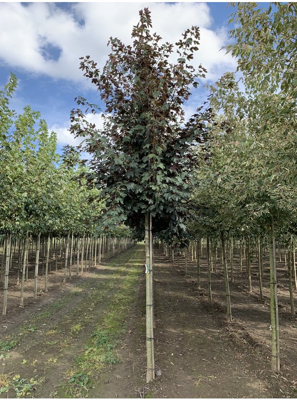 Berg-Ahorn 'Spaethii' | Acer pseudoplatanus 'Spaethii' Berg-Ahorn 'Spaethii' | Acer pseudoplatanus 'Spaethii'