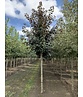 Berg-Ahorn 'Spaethii' | Acer pseudoplatanus 'Spaethii'