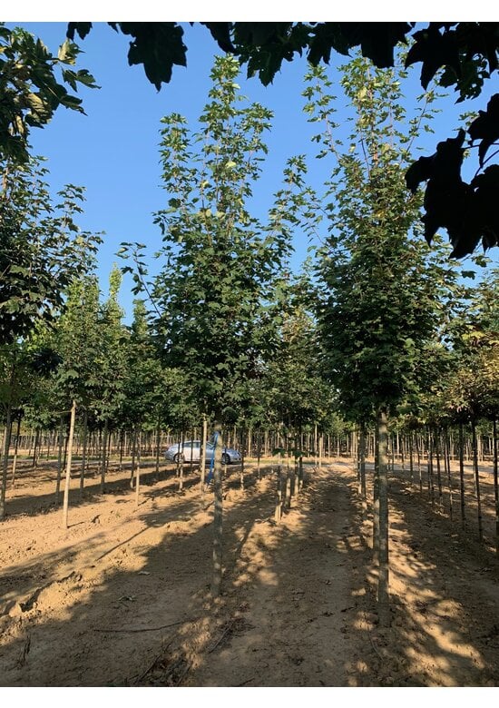 Bergahorn Hochstamm | Acer pseudoplatanus