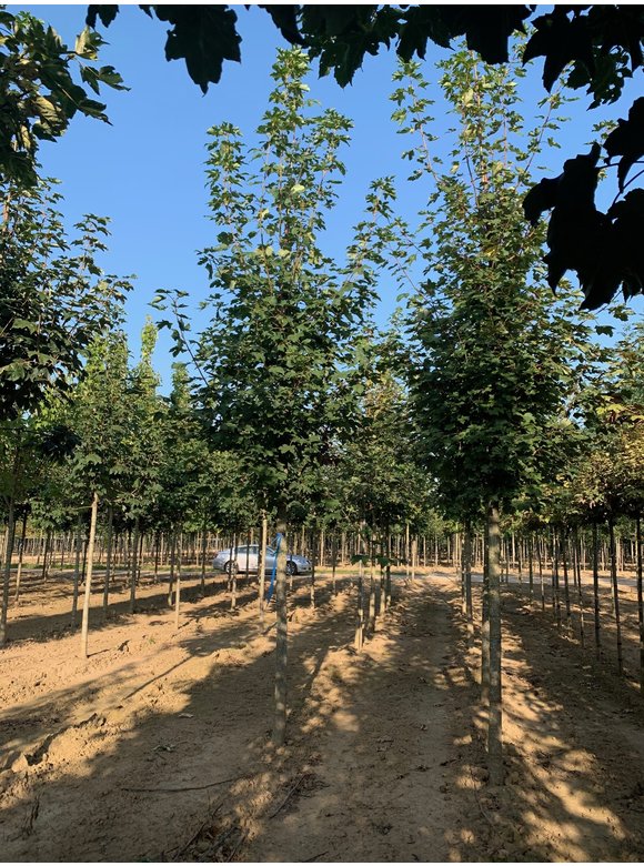 Berg-Ahorn | Acer pseudoplatanus Berg-Ahorn | Acer pseudoplatanus
