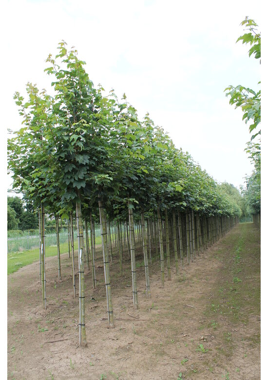 Berg-Ahorn | Acer pseudoplatanus