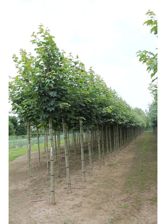 Berg-Ahorn | Acer pseudoplatanus Berg-Ahorn | Acer pseudoplatanus