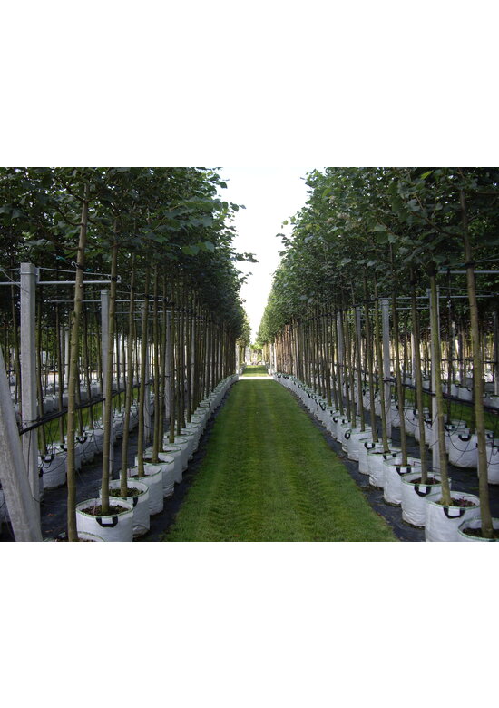 Amerikanische Stadtlinde 'Greenspire' | Tilia cordata 'Greenspire'